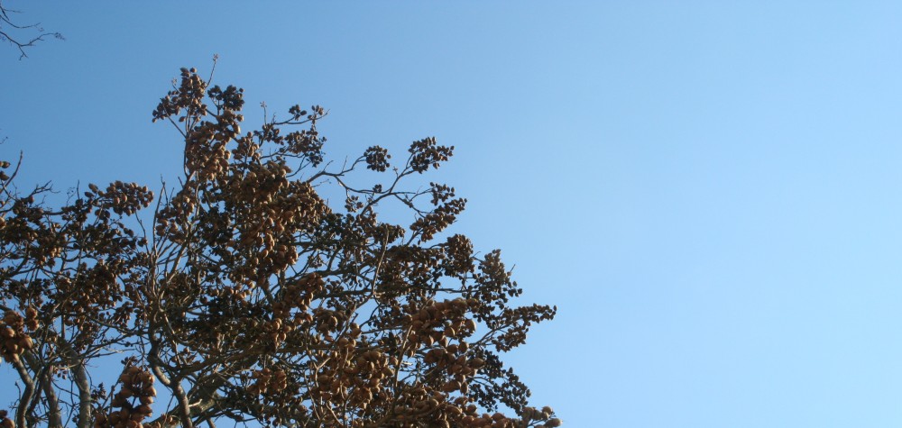 a treetop in spring